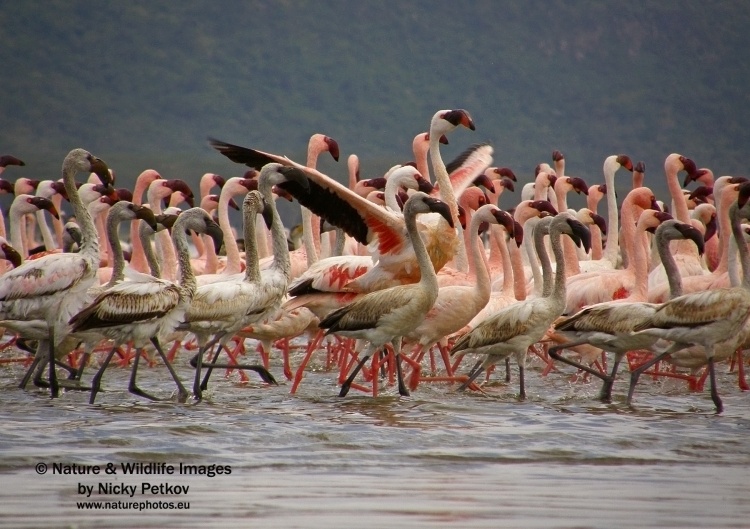 WildLife Photos of Birds, Spoonbills, Flamingos & others, Lesser Flamingo, Phoeniconaias minor